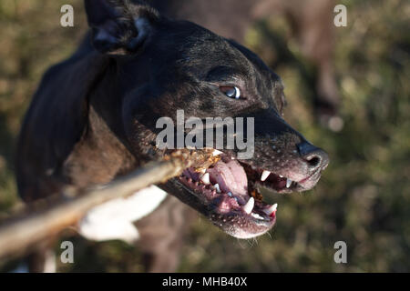 Adorable schwarzen Jungen Pit Bull Dog spielen Mit einem Holzstab Stockfoto