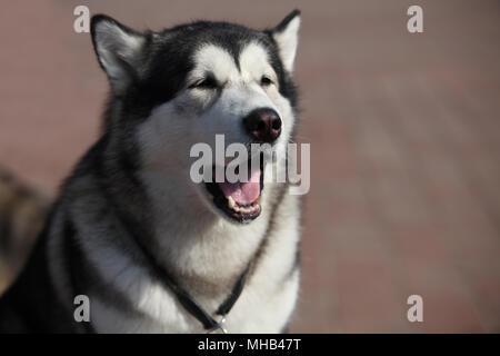 Portrait von Sibirische Schlittenhunde, in der Nähe von Stockfoto