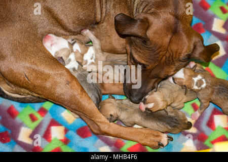 Hündin ihr neugeborenes Welpen Laktierenden in einer sauberen Umgebung Stockfoto