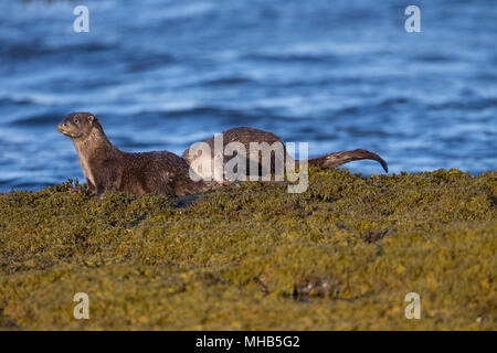 Ein paar Otter pflegen und auf der Suche nach Beute um ein Loch auf der Isle Of Mull in Schottland. Stockfoto