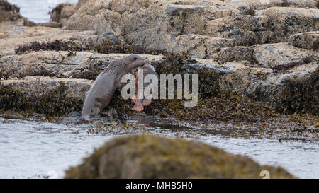 Ein Otter schleppt ihre riesigen verfangen sich auf einige Felsen neben einem Küsten Loch auf der Isle Of Mull in Schottland. Stockfoto