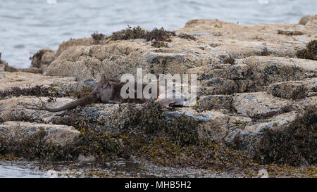 Ein Otter schleppt ihre riesigen verfangen sich auf einige Felsen neben einem Küsten Loch auf der Isle Of Mull in Schottland. Stockfoto