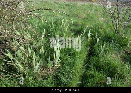 Vor der Blüte bärtigen Iris mit ihren Wurzelstöcke mit langem Gras versteckt. Stockfoto