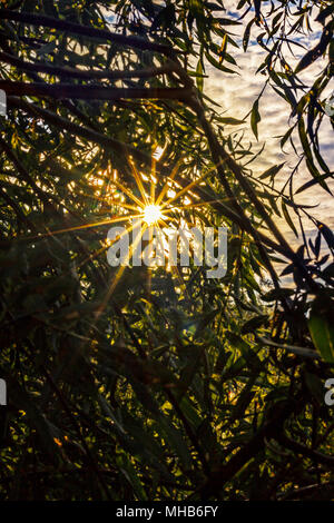 Hell scheint die Sonne durch die Zweige am Sommer Tag Stockfoto