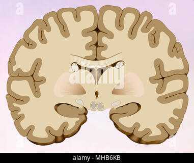 Koronalen Abschnitt des menschlichen Gehirns, in dem wir das Gehirn besteht aus zwei Hälften sehen können Stockfoto