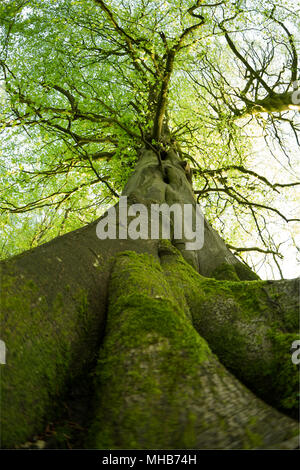 Eine alte Buche, Fagus sylvatica, am Rande eines Waldes in North Dorset England UK im Abendlicht. Stockfoto