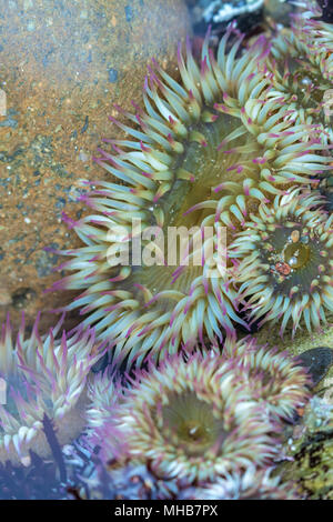 Kolonie von Starburst Anemone (Anthopleura sola) Bei tide pool in Point Lobos State Naturpark, California, United States. Stockfoto