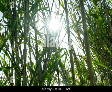 Sonnenstrahlen durch die großen, grünen Blätter von schilfgras Phragmites in der Nähe der Küste scheint in der kroatischen Insel Pag im Frühjahr. Wunderschöne Natur Hintergrund Stockfoto