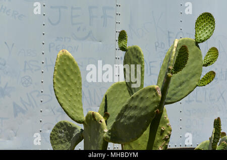 Feigenkakteen mit Graffiti an der Wand im Hintergrund, Route 66, Barstow Kalifornien. Stockfoto