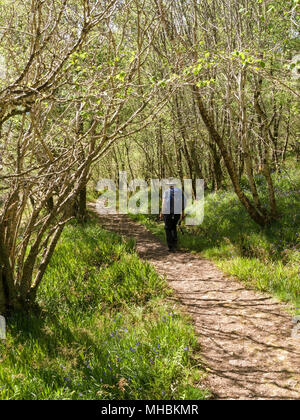 Weibliche wandern durch grüne Wälder auf Waldweg im Frühjahr Stockfoto