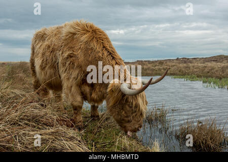 Schottisches Hochlandrind Kuh in den Dünen von Texel, Niederlande. Stockfoto