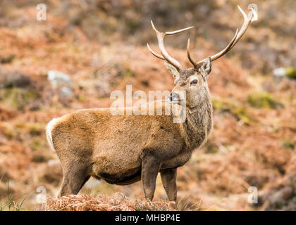 Rothirsch (Cervus Elaphus), Schottisches Hochland, Schottland, Vereinigtes Königreich Stockfoto