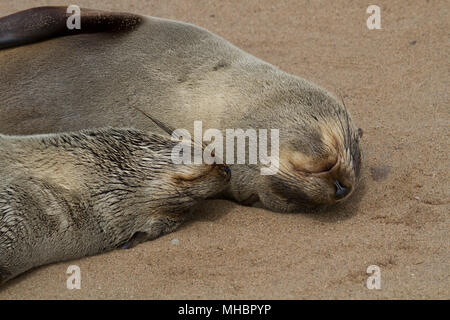 Kap Pelzrobben (Arctocephalus Pusillus), Schlafen, schlafend, Nahaufnahme, Kreuzkap, Cape Cross, Namibia Stockfoto