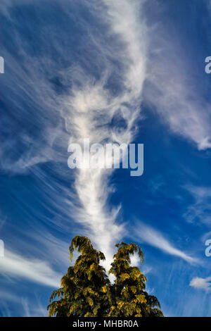 Wind zerzauste Feder Wolken (Cirrus) vor einem blauen Himmel, Nordrhein-Westfalen, Deutschland Stockfoto