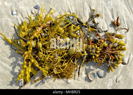 Rockweed (Ascophyllum nodosum) und Blase Rack (Fucus vesiculosus) am Sandstrand, Norderney, Ostfriesische Inseln Stockfoto