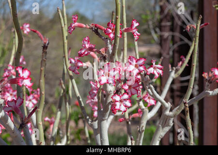 Adeniums obesum (auch als Desert Rose oder ein karoo Rose bekannt) Stockfoto