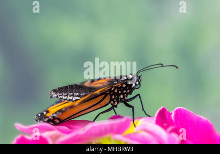 Monarchfalter Danaus Plexippus männlich mit Flügel, mit einem Blick auf seinen Körper und Härchen - Seitenansicht Stockfoto