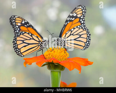 Monarchfalter Danaus Plexippus paar Fütterung auf ein Tithonia Blume - Seitenansicht Stockfoto