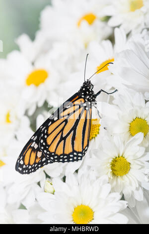 Monarchfalter Danaus Plexippus ruhen unter Weißen und Gelben daisy flowers - Seitenansicht Stockfoto