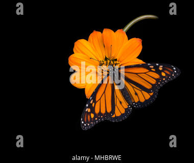 Monarchfalter Danaus Plexippus mit Flügel aus von einem mexikanischen Fackel Sonnenblume auf einem schwarzen Hintergrund Stockfoto