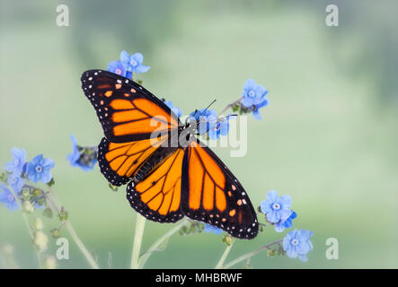 Monarchfalter Danaus Plexippus mit Flügel, Fütterung auf Forget-Me-Not Blumen auf einem grünen Hintergrund - Ansicht von oben Stockfoto