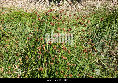 Ficinia nodosa oder auch als Isolepis nodosa oder knorrigen Club Rush bekannt Stockfoto