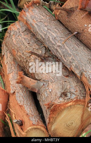 Frisch Jungen Eukalyptus Eukalyptus Gunnii Baum geschnitten oder als Apfelwein Gum Eucalyptus tree Protokolle bekannt Stockfoto
