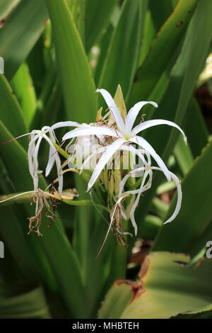 Crinum pedunculatum oder als Sumpf lily bekannt Stockfoto