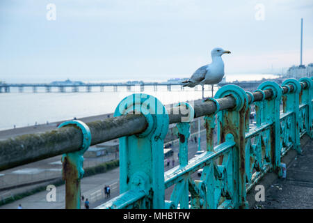 In der Nähe von Seagull am Geländer in der Nähe von Brighton Pier in East Sussex, England Stockfoto