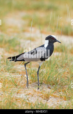 Schmied Kiebitz oder Plover (Vanellus armatus). Okavango, Botswana. Ost- und Zentralafrika. Stockfoto