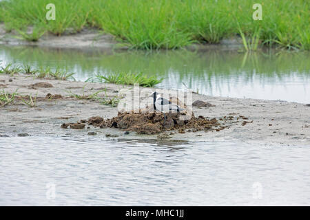 Schmied Plover oder Kiebitz (Vanellus armatus). Neben den afrikanischen Elefanten (Loxodonta africana), Dung, Warten auf Insekten wirbellose Tiere Stockfoto