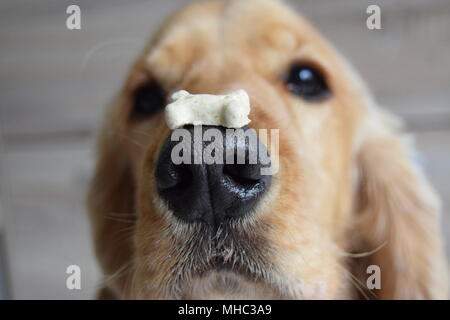 Hund macht Trick mit Süßigkeiten Stockfoto