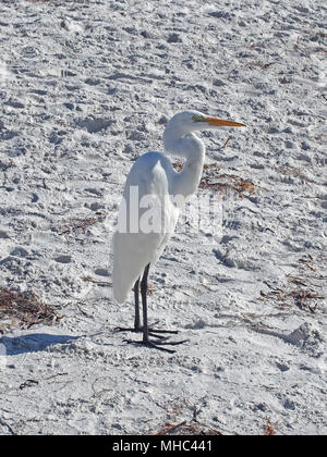 Silberreiher stehen auf dem Strand, St. Petersburg, Florida, USA, 2017 © katharine Andriotis Stockfoto