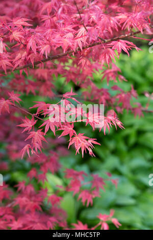 Acer palmatum hindeshojo'. Japanischer Ahorn tief rötlich-violetten Blättern im Frühjahr. RHS Wisley Gardens, Surrey, Großbritannien Stockfoto