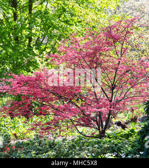 Acer palmatum hindeshojo'. Japanischer Ahorn tief rötlich-violetten Blättern im Frühjahr. RHS Wisley Gardens, Surrey, Großbritannien Stockfoto