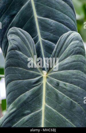 Philodendron melanochrysum. Schwarzes Gold Philodendron Lamellen innerhalb der glasshouse in RHS Wisley Gardens, Surrey, Großbritannien Stockfoto