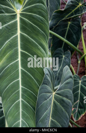 Philodendron melanochrysum. Schwarzes Gold Philodendron Lamellen innerhalb der glasshouse in RHS Wisley Gardens, Surrey, Großbritannien Stockfoto