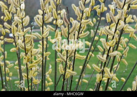 Salix Hookeriana. Düne Weide Kätzchen Stockfoto