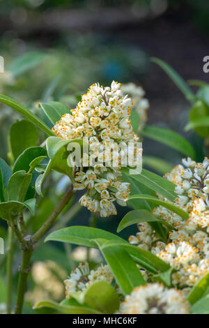 Skimmia × confusa 'Kew Green'. Skimmia 'Kew Green' Blüte im Frühling Stockfoto