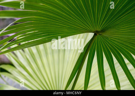 Thrinax radiata. Florida Thatch palm Lamellen innerhalb der glasshouse RHS Wisley Gardens, Surrey, Großbritannien Stockfoto