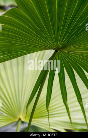 Thrinax radiata. Florida Thatch palm Lamellen innerhalb der glasshouse RHS Wisley Gardens, Surrey, Großbritannien Stockfoto