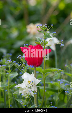 Tulipa. Tulip 'Pretty Woman' in einem Garten Blume Grenze. UK. Lily-blühenden Tulpe Stockfoto