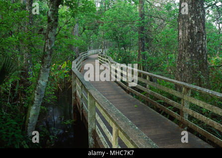 Boardwalk durch Cypress Wald, Corkscrew Swamp Sanctuary, Florida Stockfoto