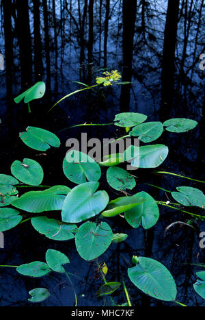 Lilypads im Little Charlie Bowlegs Creek entlang Cypress Swamp Trail mit Cypress Wald Reflexion, Highlands Hängematte State Park, Florida Stockfoto
