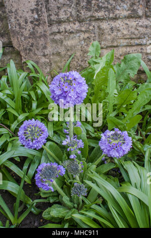 Primula denticulata auch genannt Drumstick Primula wächst wild zugewachsen Blumenbeet. Stockfoto