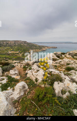 Selmun Strand xemxija Malta Stockfoto