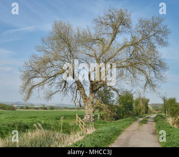 Reifen schwarz Polar Baum wächst in der Nähe von Arundel, West Sussex Stockfoto