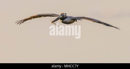 Brown Pelican im Flug mit Nistmaterial bei North Deer Island Pelican Rookery in Galveston Bay. Stockfoto