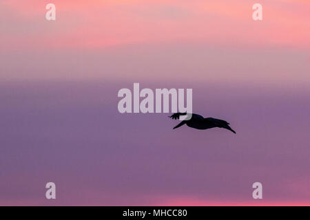 Silhouette von braunen Pelikanen im Flug bei Sonnenaufgang an der North Deer Island Pelikan Rookery in Galveston Bay. Stockfoto