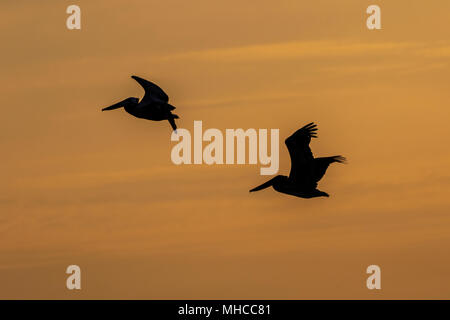 Silhouette von braunen Pelikanen im Flug bei Sonnenaufgang an der North Deer Island Pelikan Rookery in Galveston Bay. Stockfoto